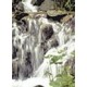 Bach Flower Remedies for Animals - Rock water